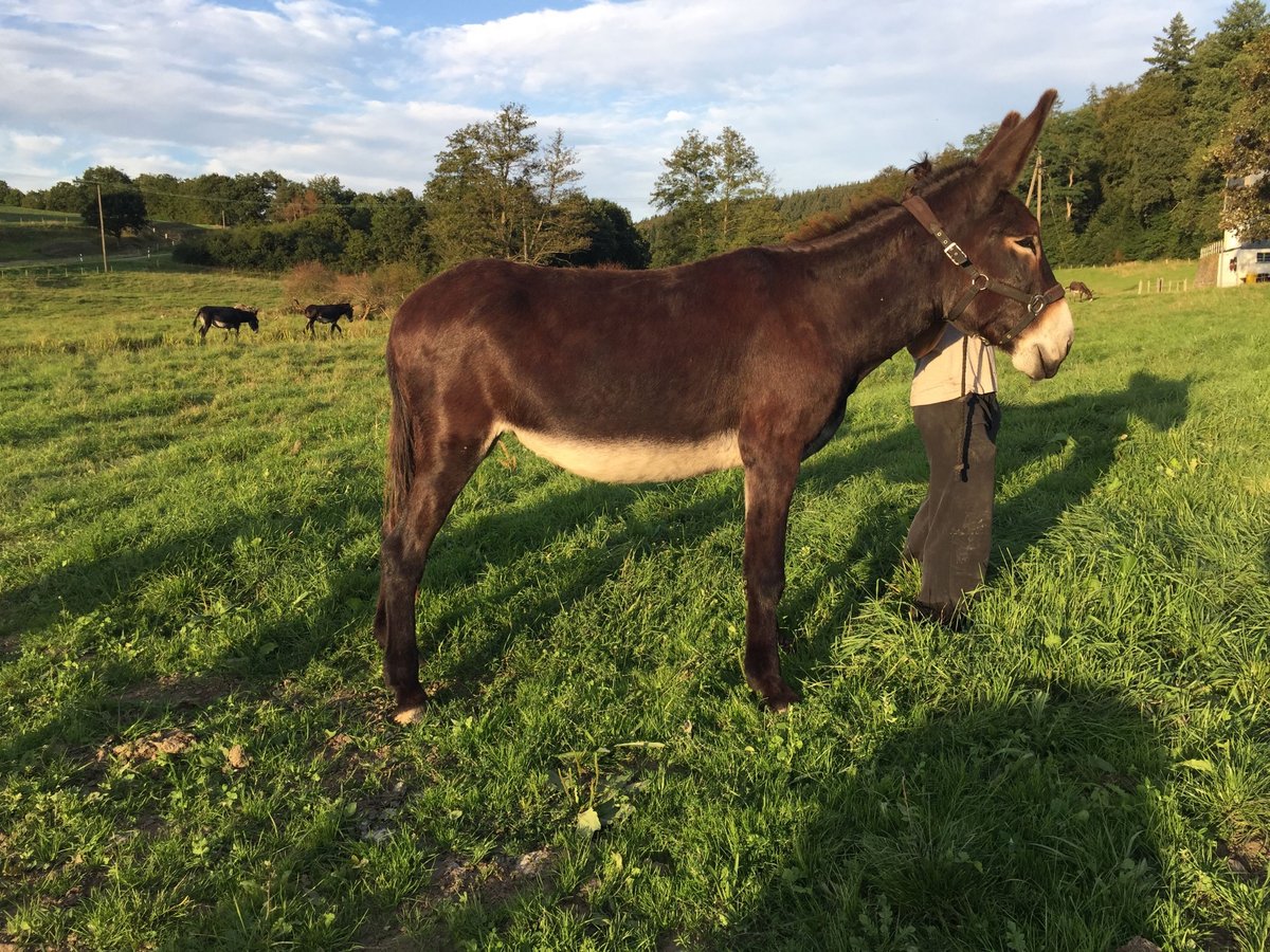 Âne Jument 6 Ans 155 cm Bai brun in Bornich