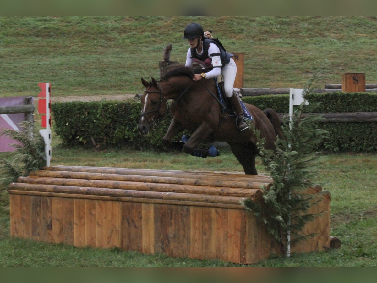 Anglo-Arab Gelding 10 years 15,2 hh Chestnut-Red in Gro&#xDF; Wittensee