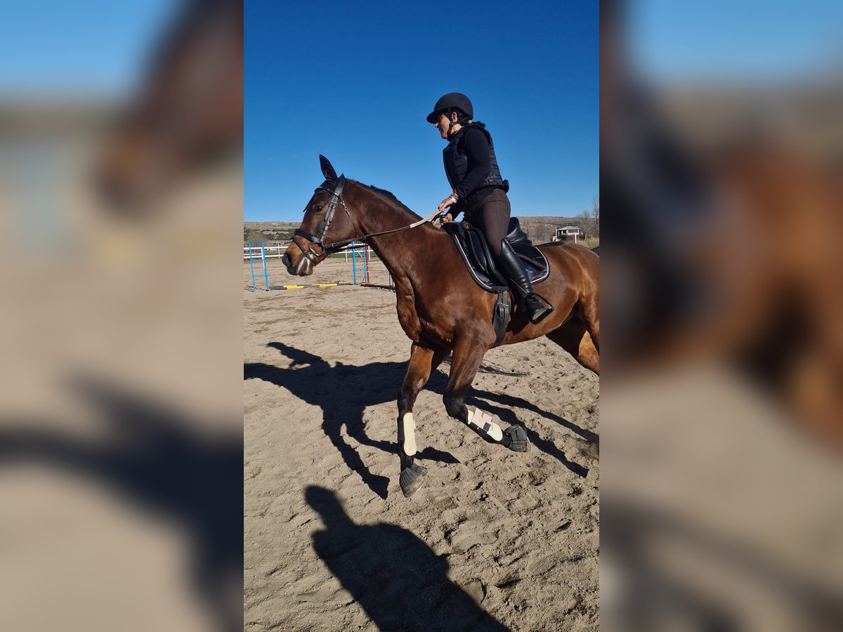 Anglo-Arab Gelding 10 years 16 hh Bay-Dark in Avila