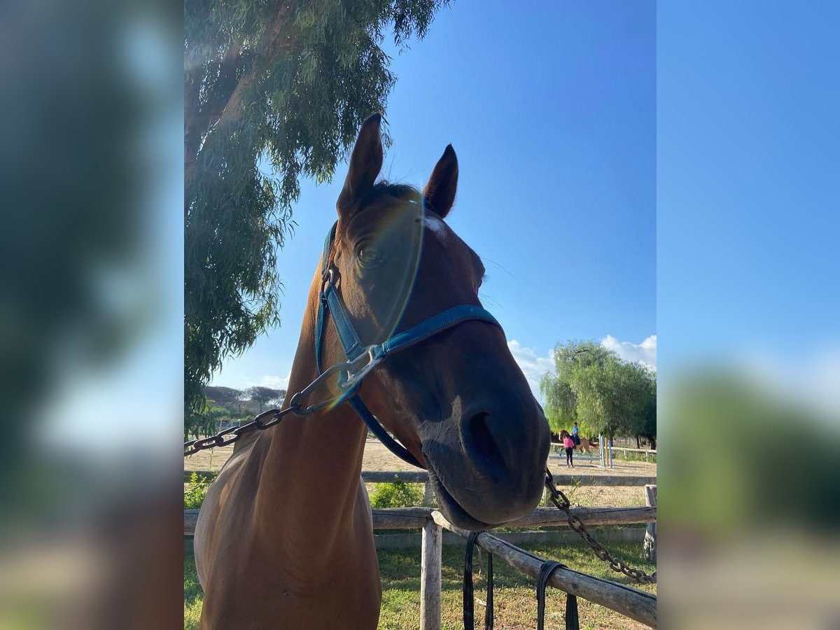 Anglo-Arab Gelding 10 years 16 hh Brown in Katzweiler