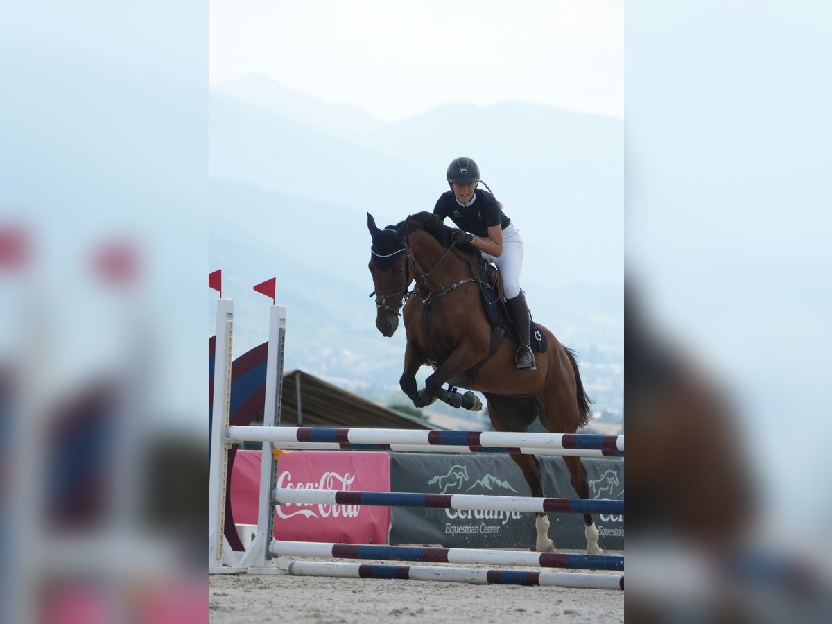 Anglo-Arab Gelding 10 years 16 hh Brown in Gava Mar