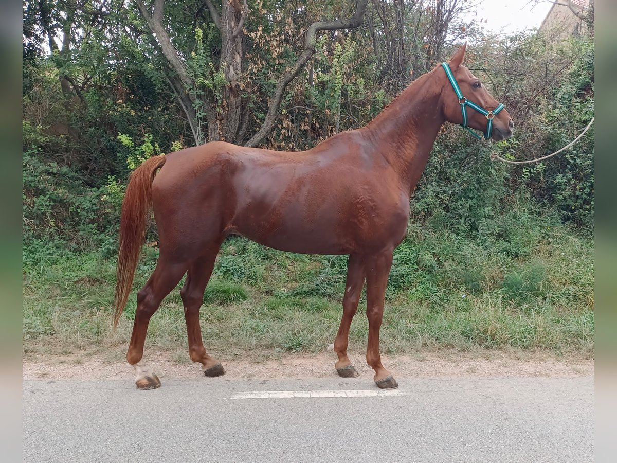 Anglo-Arab Gelding 12 years 16,2 hh Chestnut-Red in Riells Del Fai (Bigues I Riells)