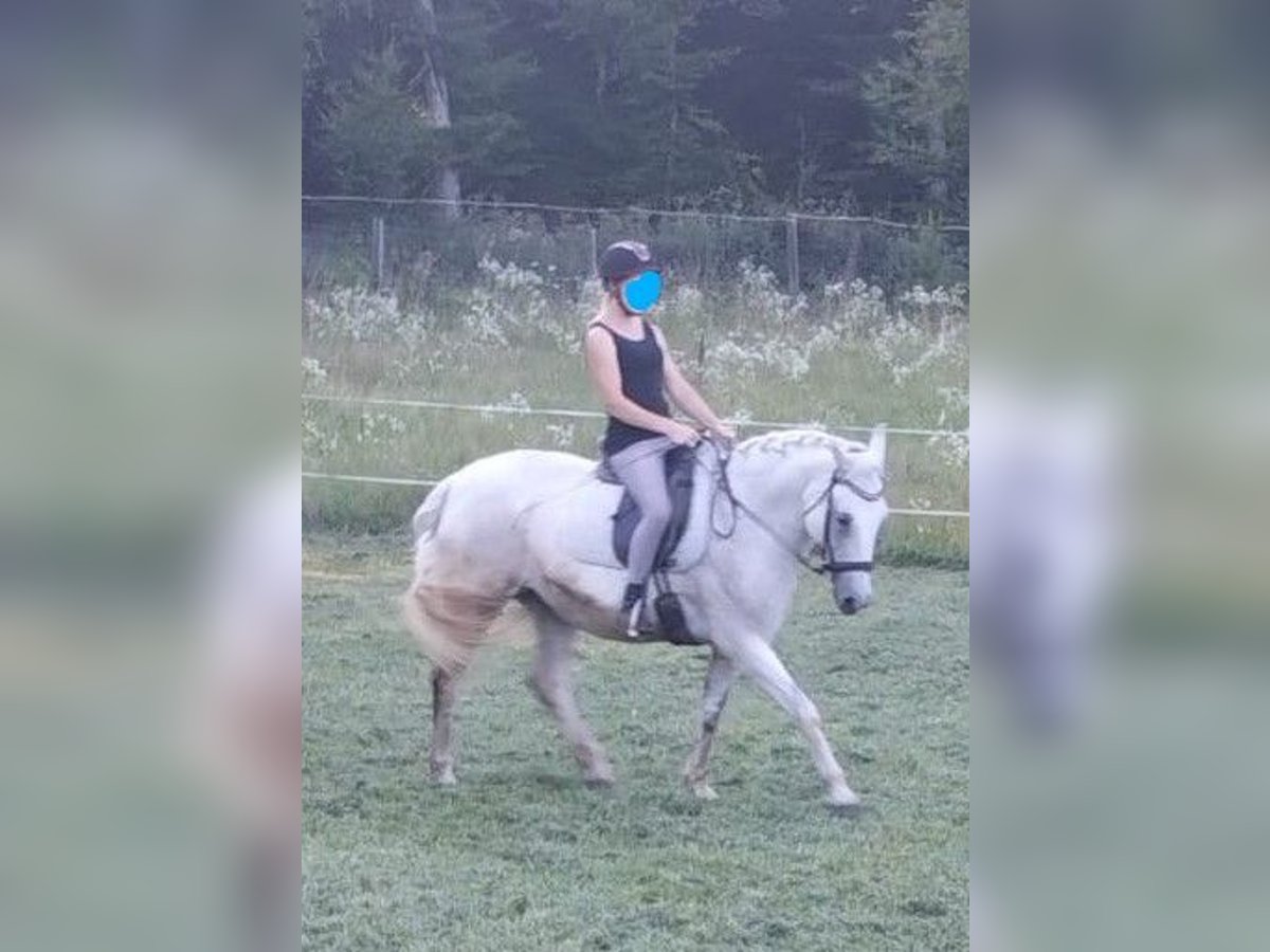 Anglo-Arab Mix Gelding 13 years 14,2 hh Gray-Dapple in Geretsberg