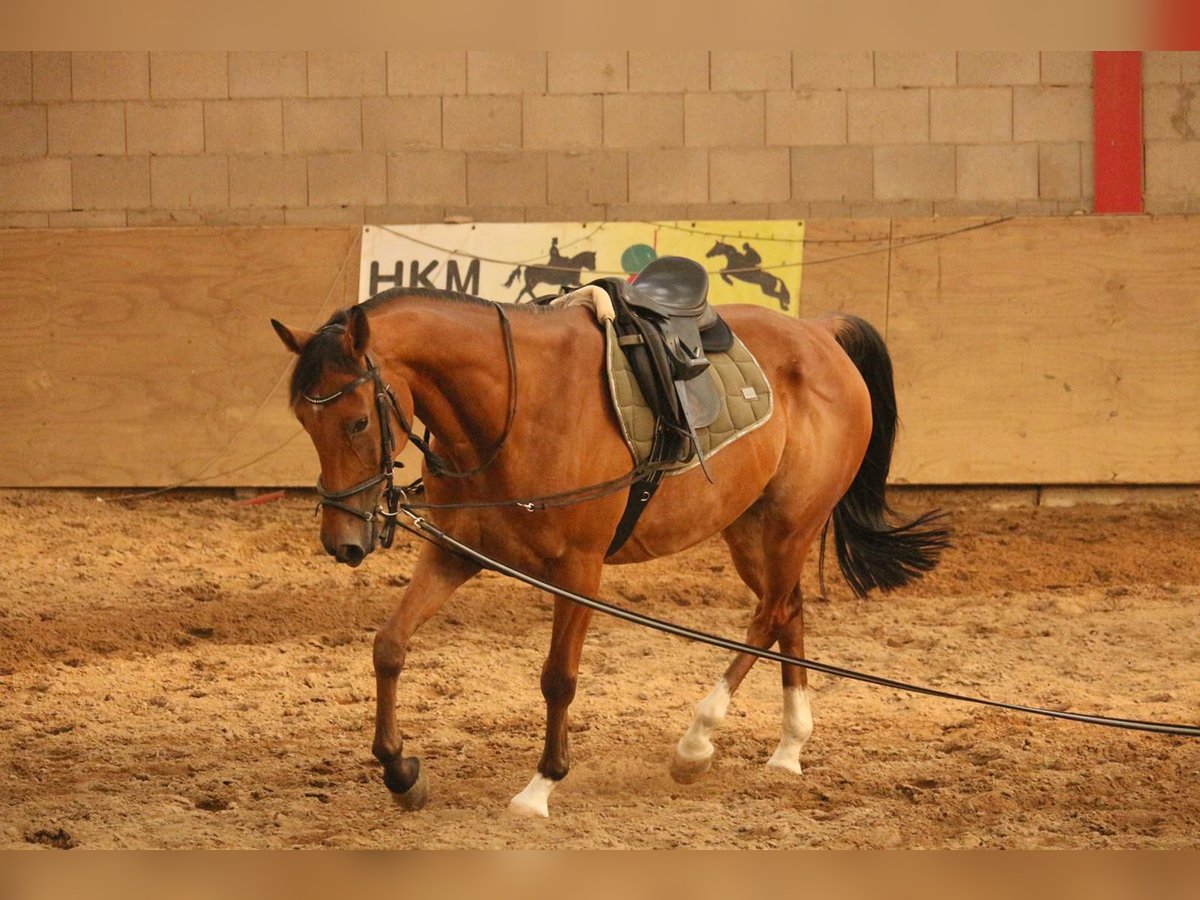 Anglo-Arab Mix Gelding 13 years 15,2 hh Brown in Wanzleben-Börde