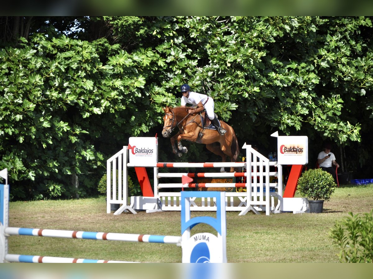 Anglo-Arab Gelding 13 years 16 hh Chestnut-Red in Fuente El Saz De Jarama