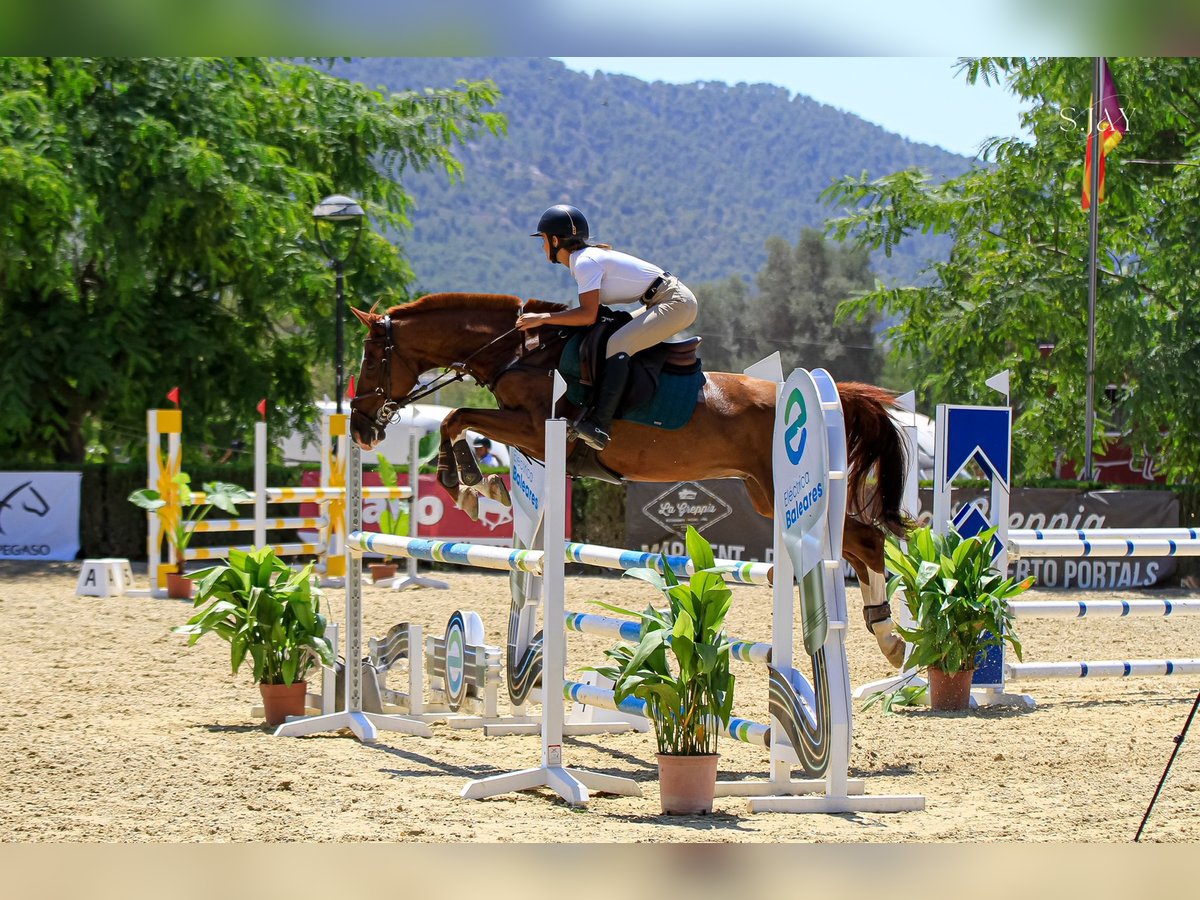 Anglo-Arab Gelding 13 years Chestnut-Red in Son Sardina