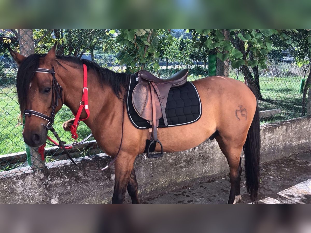 Anglo-Arab Gelding 15 years 15,2 hh Brown in Nebra