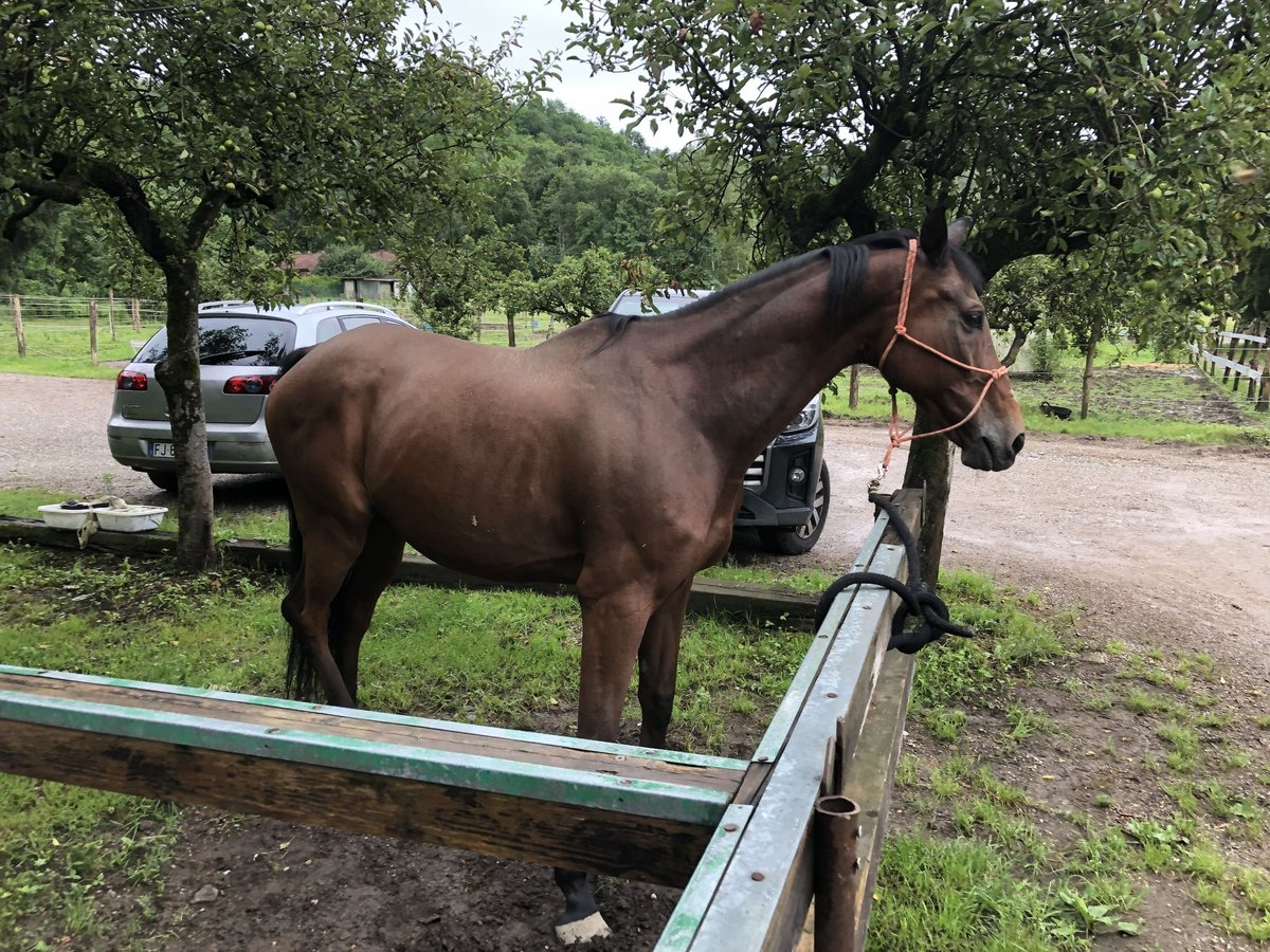 Anglo-Arab Gelding 15 years 16 hh Brown in Valmorea