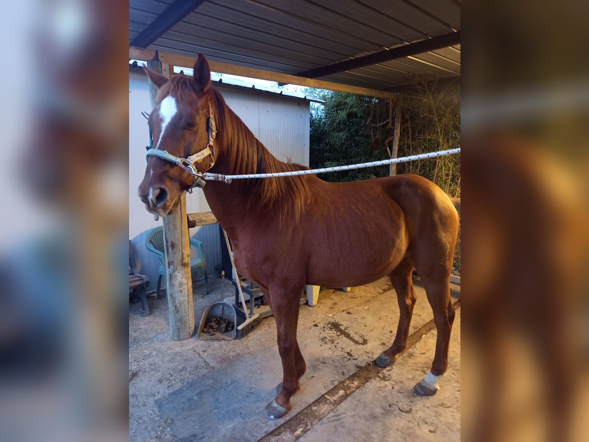 Anglo-Arab Gelding 15 years 16 hh Chestnut-Red in Aprilia