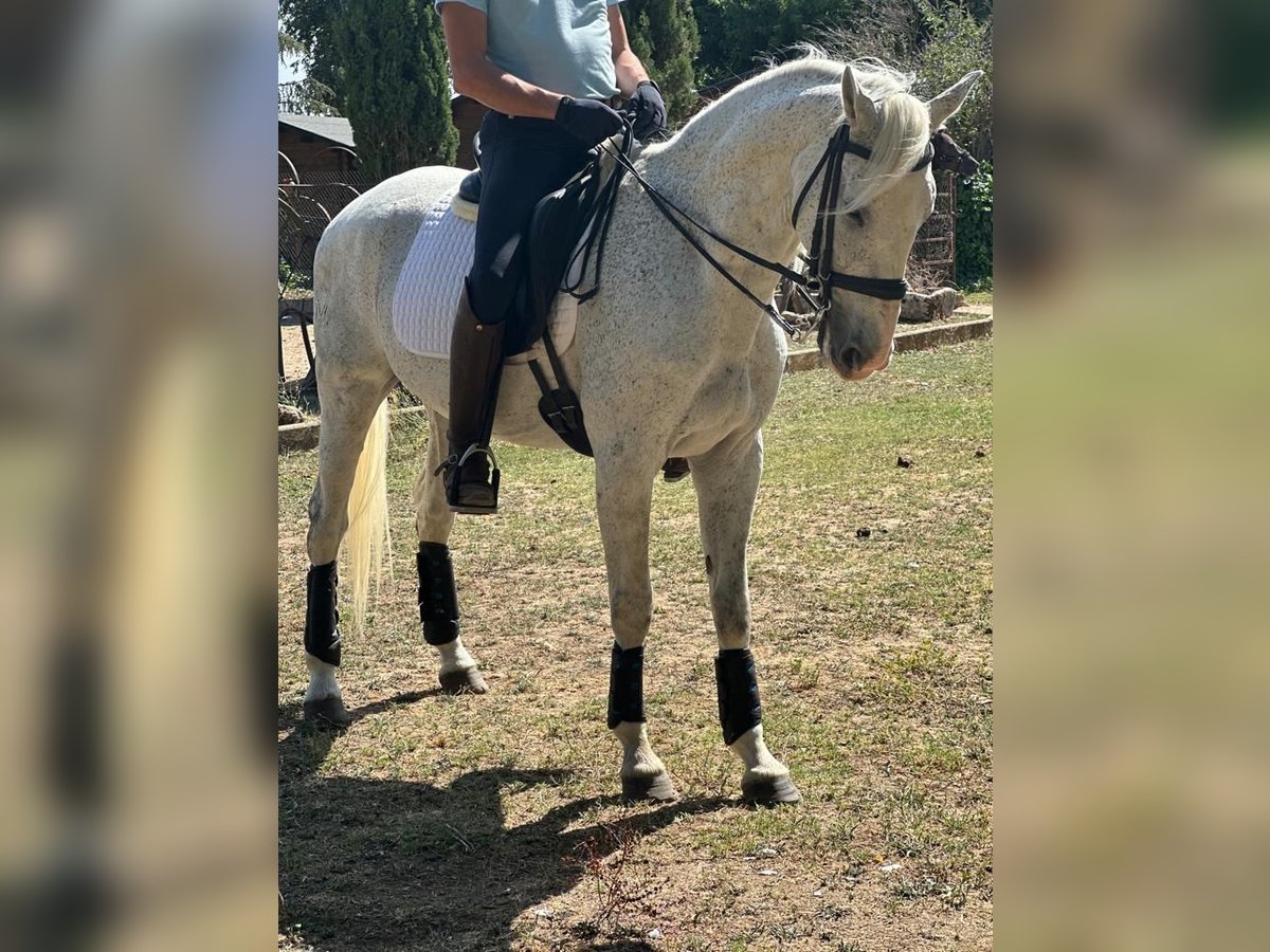 Anglo-Arab Mix Gelding 16 years 15,2 hh Grey in Grajera
