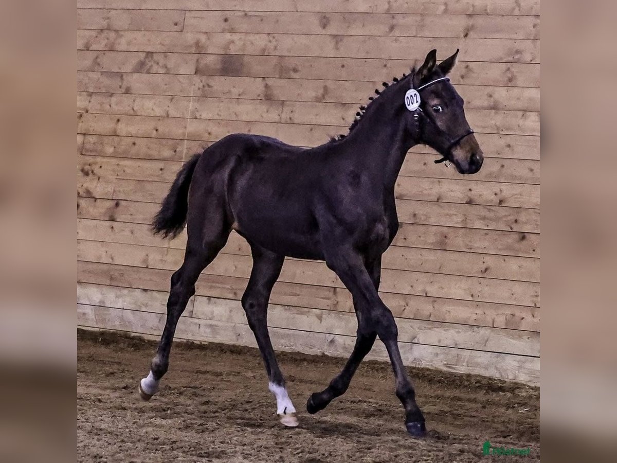 Anglo-Arab Gelding 1 year 15,2 hh Brown in J&#xF6;nk&#xF6;ping