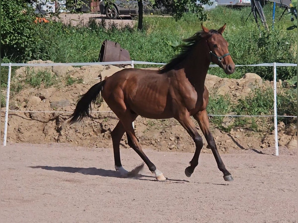 Anglo-Arab Gelding 1 year 15,2 hh Brown in J&#xF6;nk&#xF6;ping