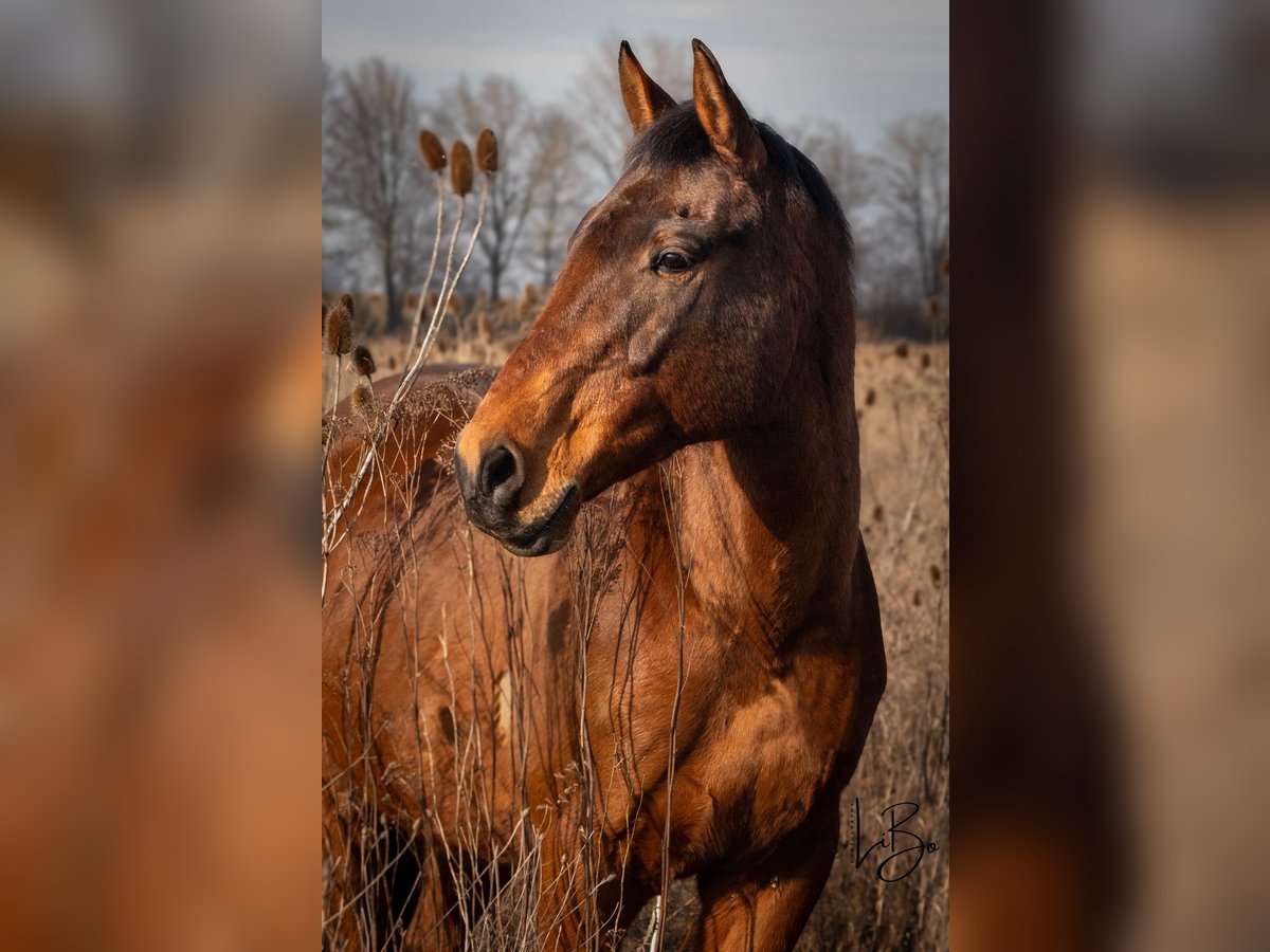 Anglo-Arab Gelding 21 years 16,1 hh Brown in Neumarkt in der Oberpfalz