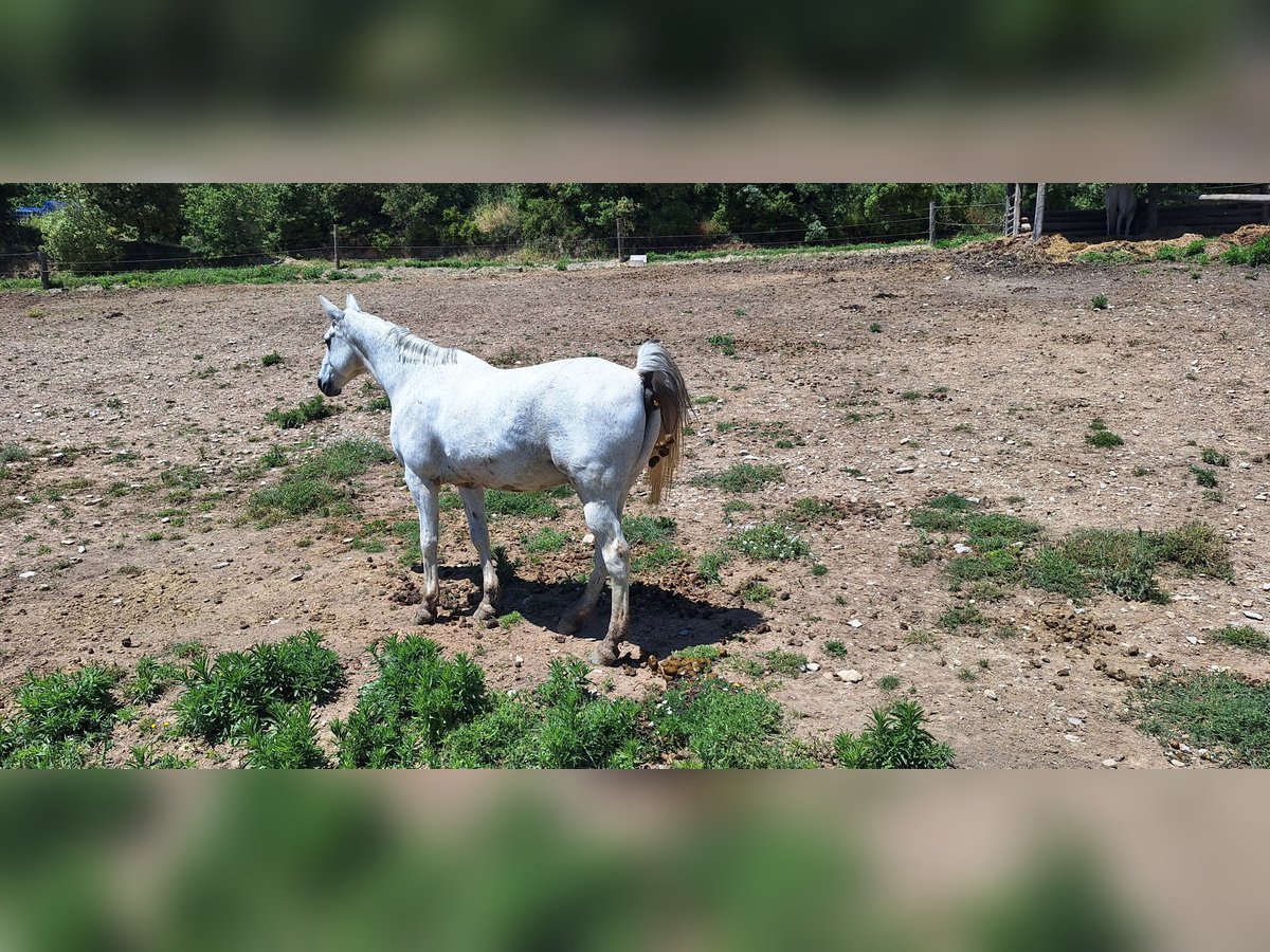 Anglo-Arab Gelding 21 years 16,2 hh Gray in Calaf