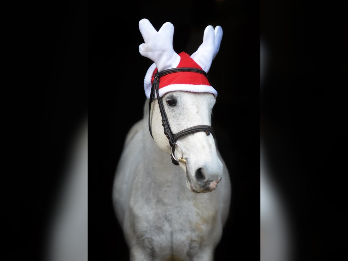 Anglo-Arab Gelding 26 years 14,2 hh Gray-Dapple in Köln