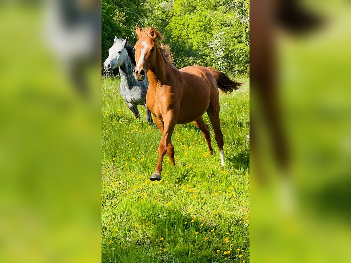 Anglo-Arab Gelding 2 years 15,1 hh Brown in Saint Joseph