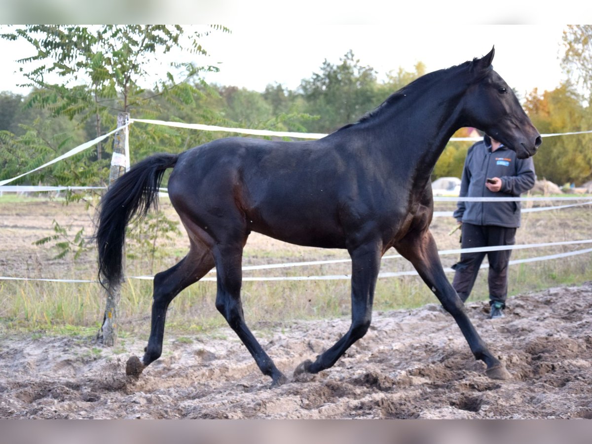 Anglo-Arab Gelding 2 years 15,3 hh Black in Tuczepy Anglo-Arab Gelding 2 years 15,3 hh Black in Tuczepy
