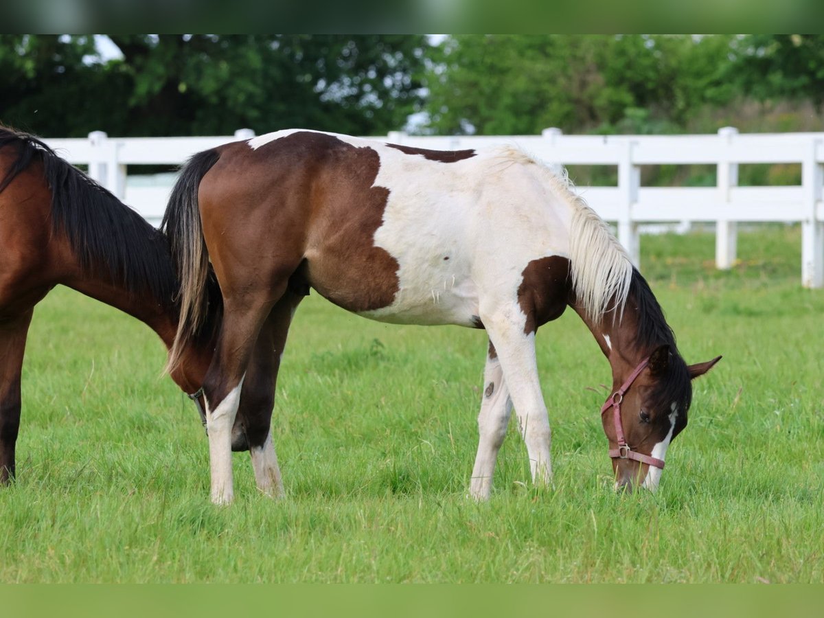 Anglo-Arab Gelding 2 years 16,1 hh Pinto in Bad Oldesloe