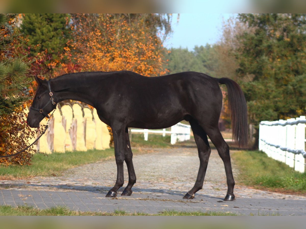 Anglo-Arab Gelding 2 years 17 hh Black in Santok