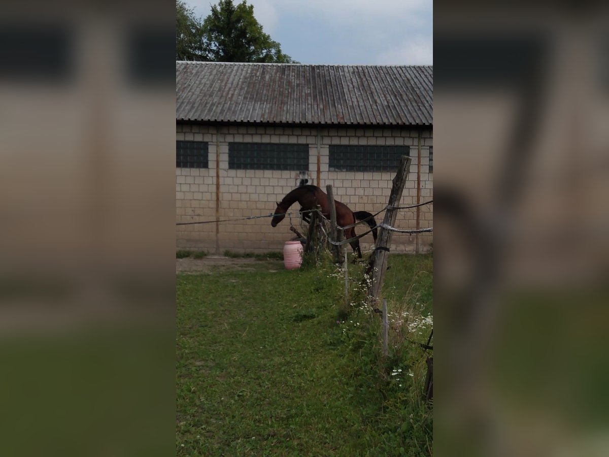 Anglo-Arab Gelding 3 years 16 hh Brown in Chodów