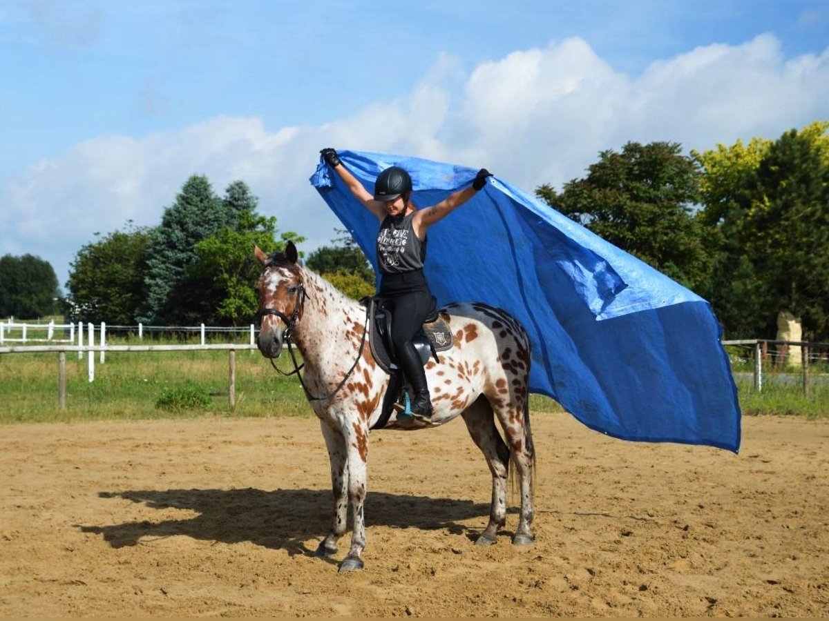 Anglo-Arab Mix Gelding 3 years 16 hh Leopard-Piebald in Santok