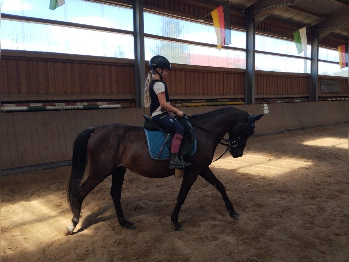 Anglo-Arab Mix Gelding 4 years 12,3 hh Black in Altenbach