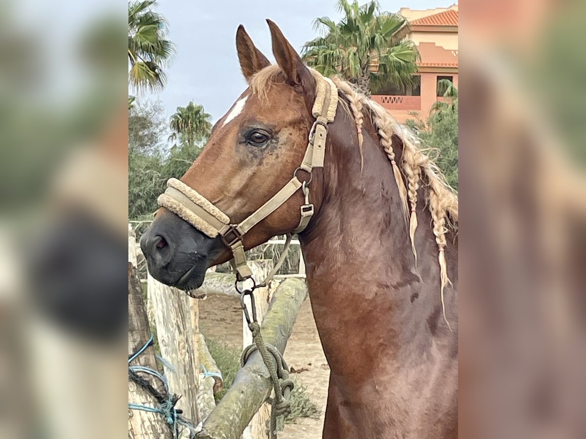 Anglo-Arab Mix Gelding 4 years 14,2 hh Chestnut-Red in Almerimar