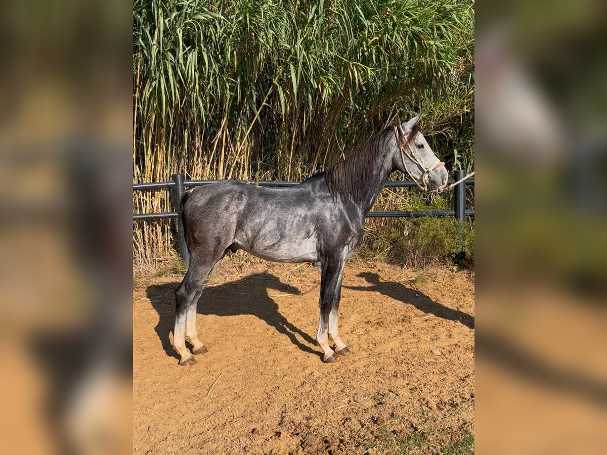 Anglo-Arab Gelding 4 years 15,2 hh in Caldes De Montbui