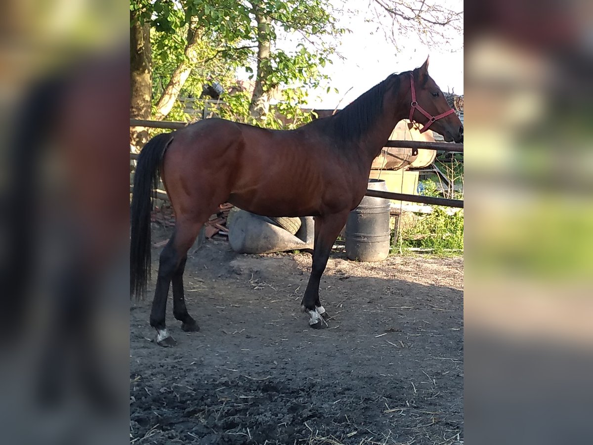 Anglo-Arab Gelding 4 years 16 hh Bay in Chodów