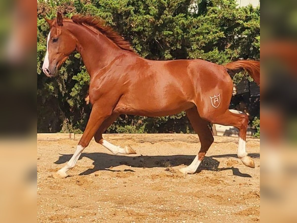 Anglo-Arab Gelding 4 years 16 hh in SABADELL Anglo-Arab Gelding 4 years 16 hh in SABADELL