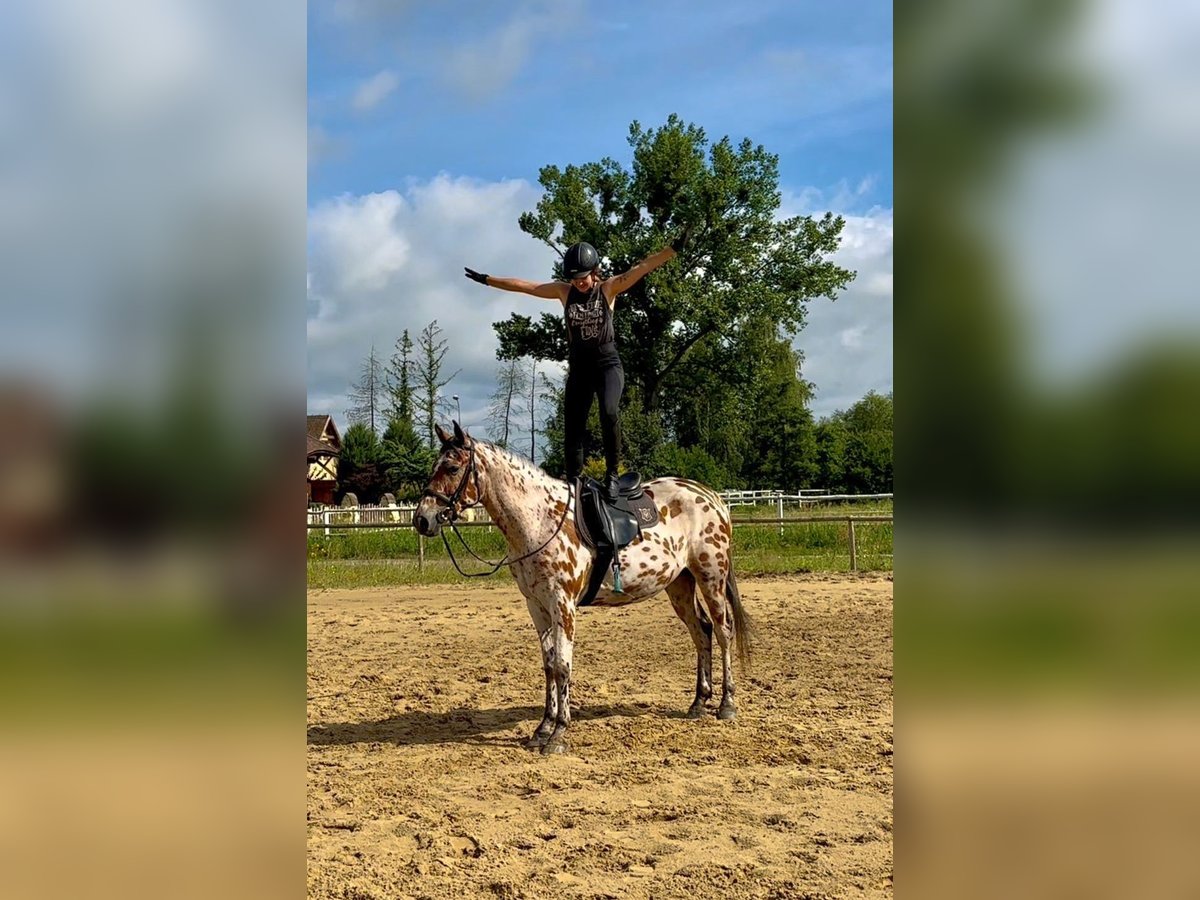 Anglo-Arab Mix Gelding 4 years 16 hh Leopard-Piebald in Santok