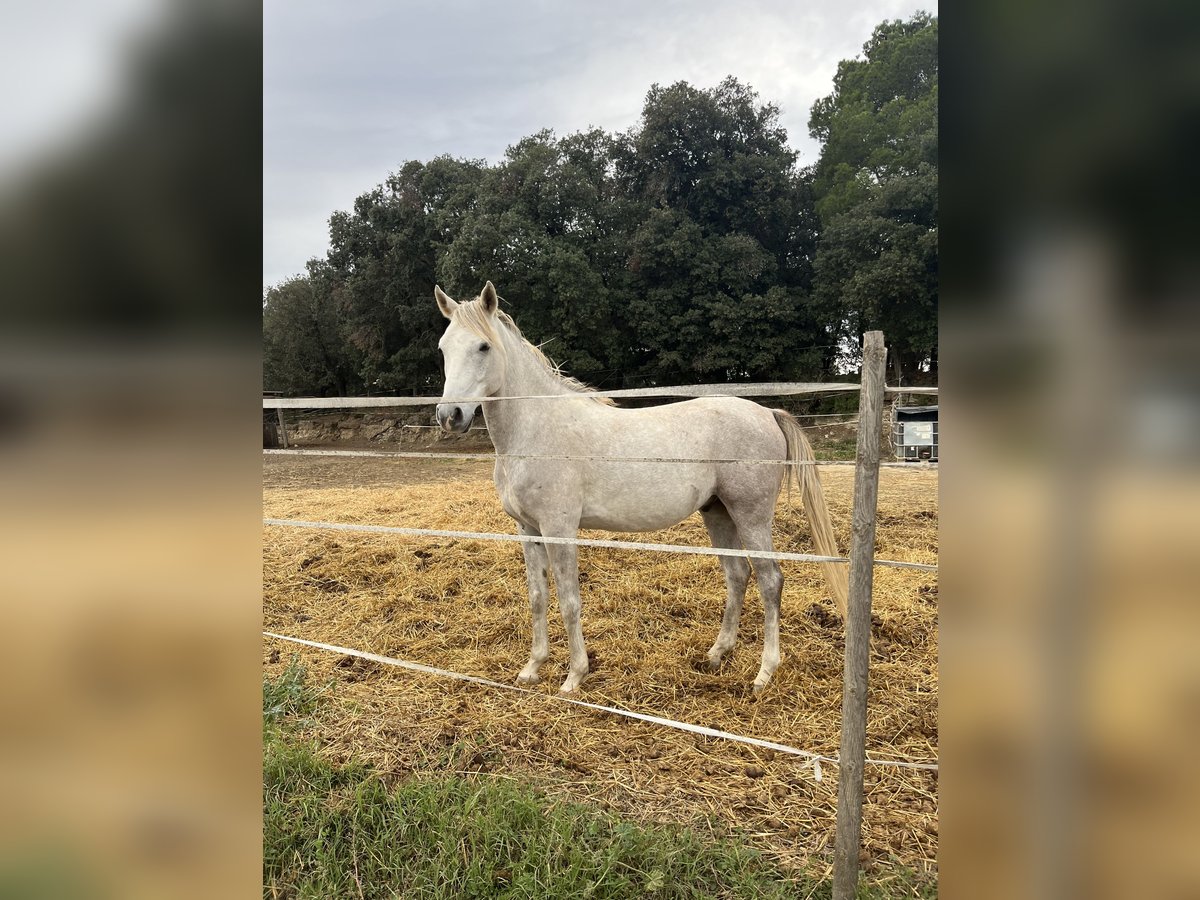Anglo-Arab Gelding 5 years 15,1 hh Gray in Moia