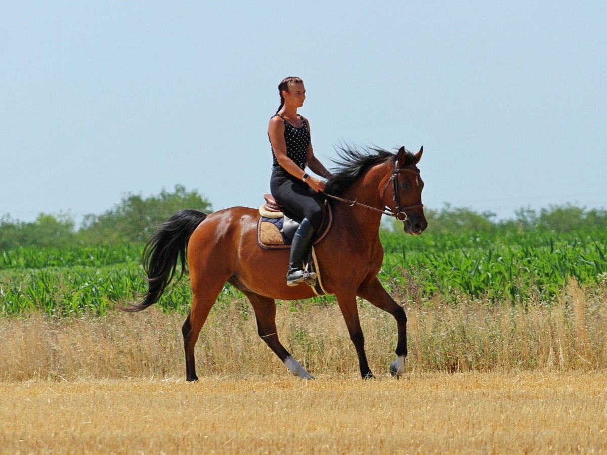 Anglo-Arab Gelding 5 years 15,1 hh Bay in P&#xE9;r
