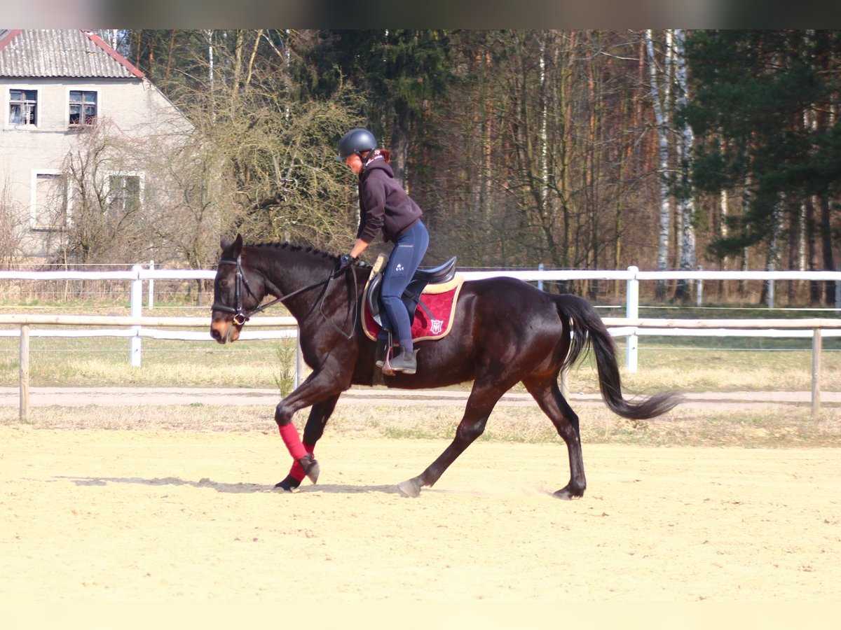Anglo-Arab Gelding 5 years 16 hh Smoky-Black in Santok