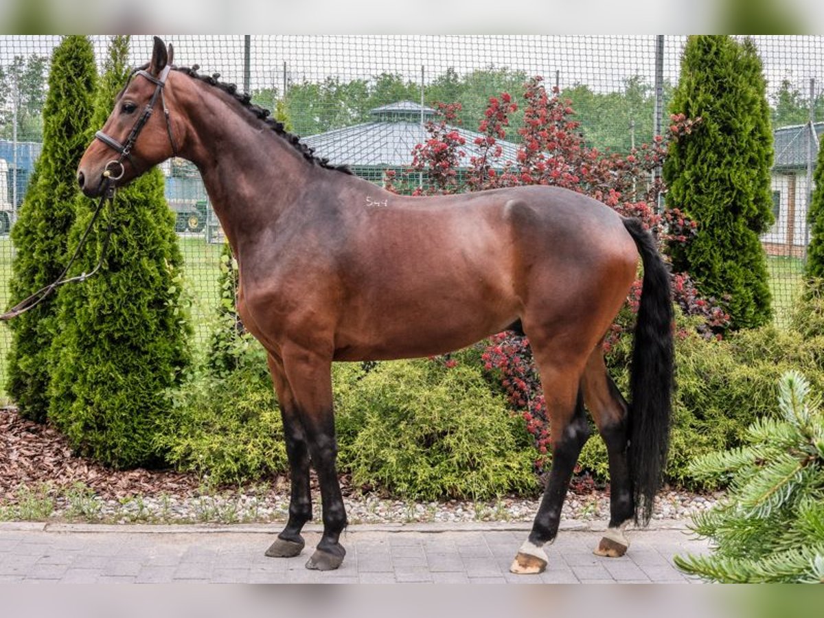 Anglo-Arab Gelding 5 years 16,2 hh Black in Stryk&#xF3;w