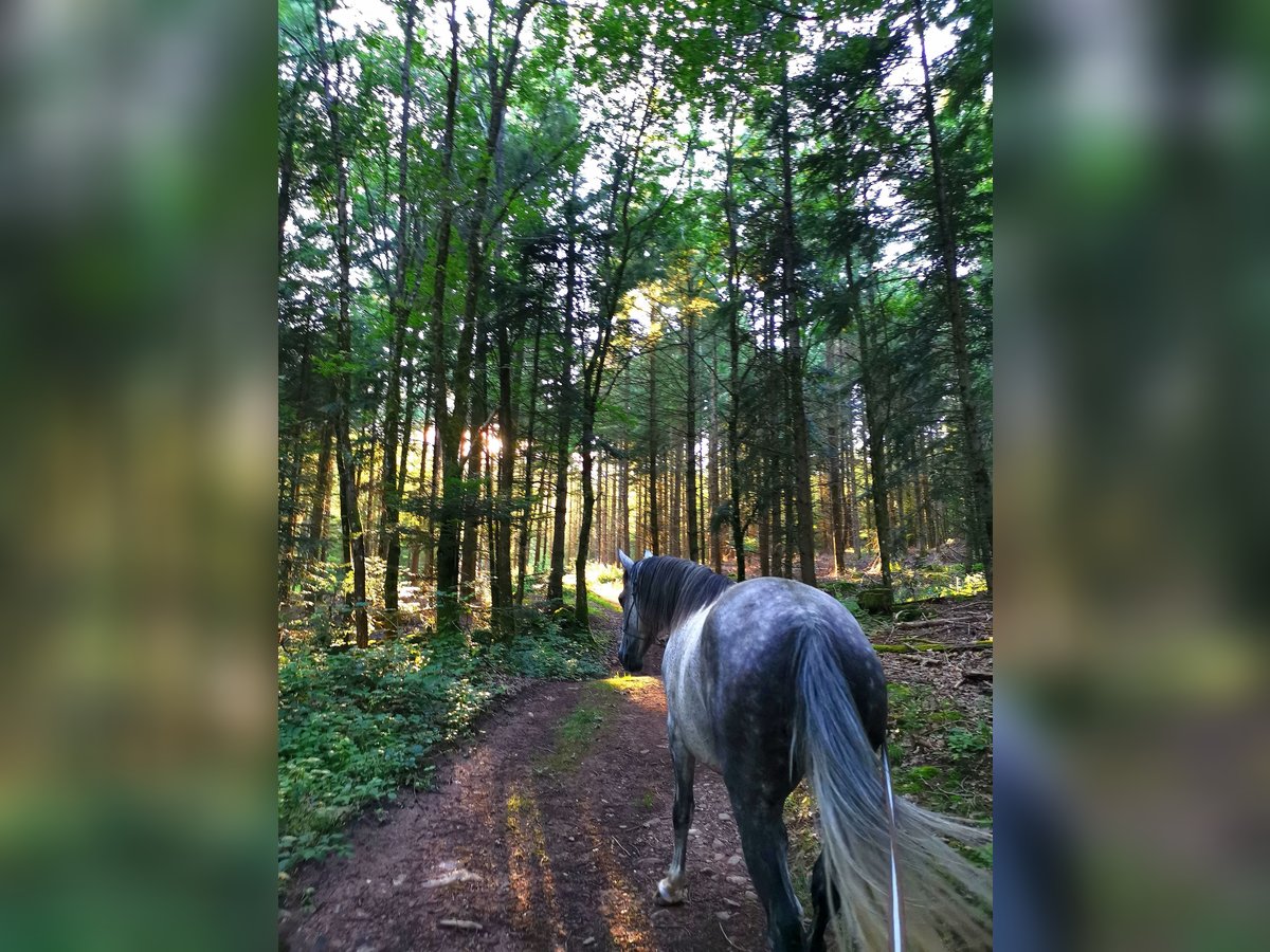 Anglo-Arab Gelding 6 years 14,1 hh Gray in Jungholtz