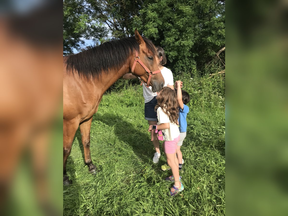 Anglo-Arab Gelding 6 years 15,2 hh Chestnut-Red in Pola De Laviana