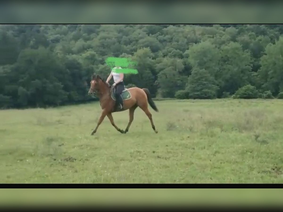 Anglo-Arab Gelding 6 years 15,2 hh Chestnut-Red in Rondiella (Llanera)