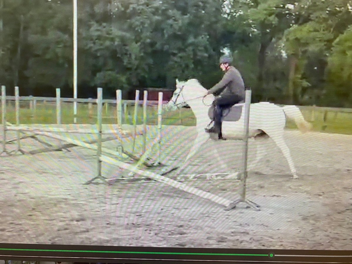 Anglo-Arab Gelding 6 years 15,2 hh Gray in Meerhout