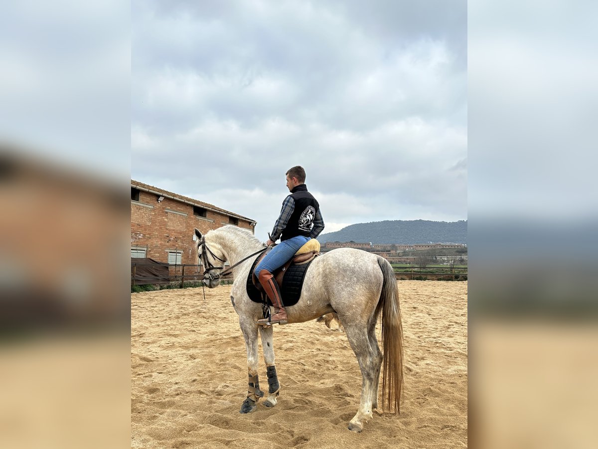 Anglo-Arab Gelding 6 years 15,2 hh Gray in Cardona