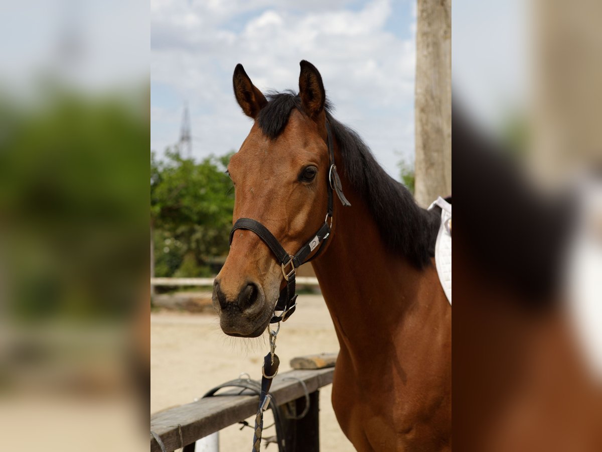 Anglo-Arab Gelding 6 years 16 hh Brown in Barcelone Anglo-Arab Gelding 6 years 16 hh Brown in Barcelone