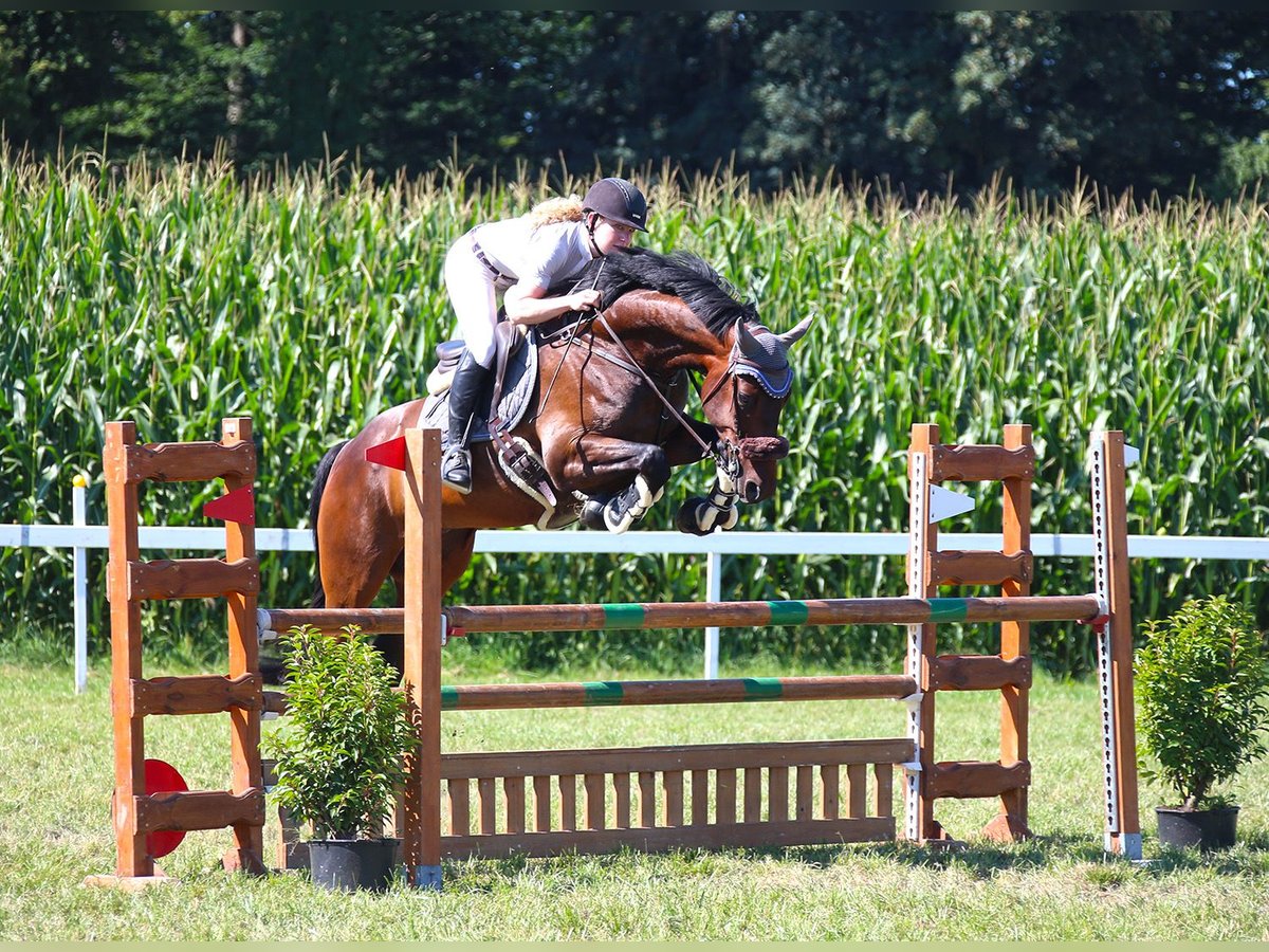 Anglo-Arab Gelding 6 years 16,1 hh Bay-Dark in Hochdorf