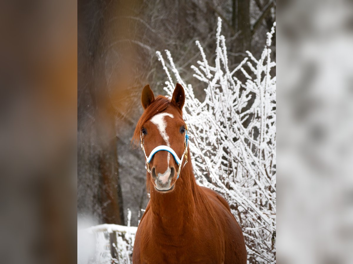 Anglo-Arab Gelding 7 years 14,2 hh Chestnut-Red in Bergfelde