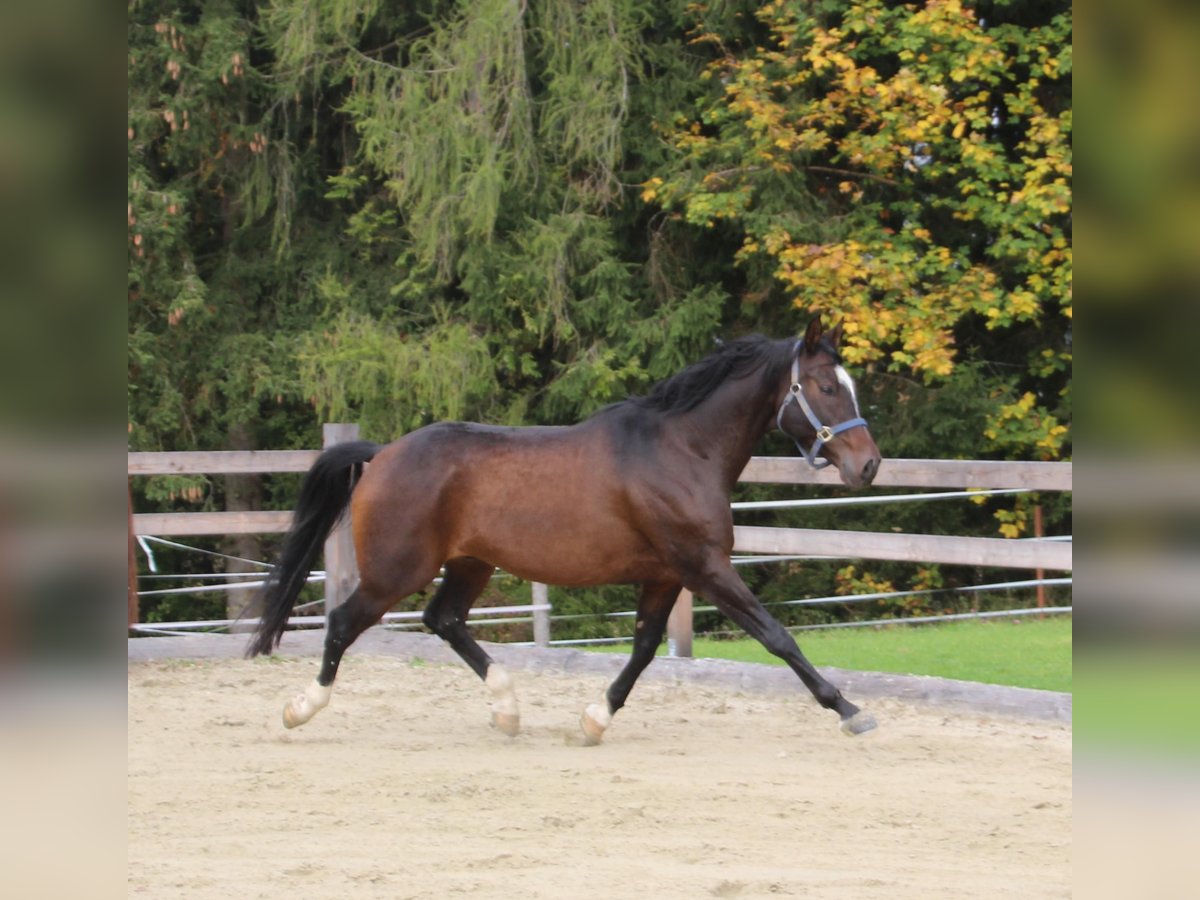 Anglo-Arab Gelding 7 years 15,2 hh Bay-Dark in Eck