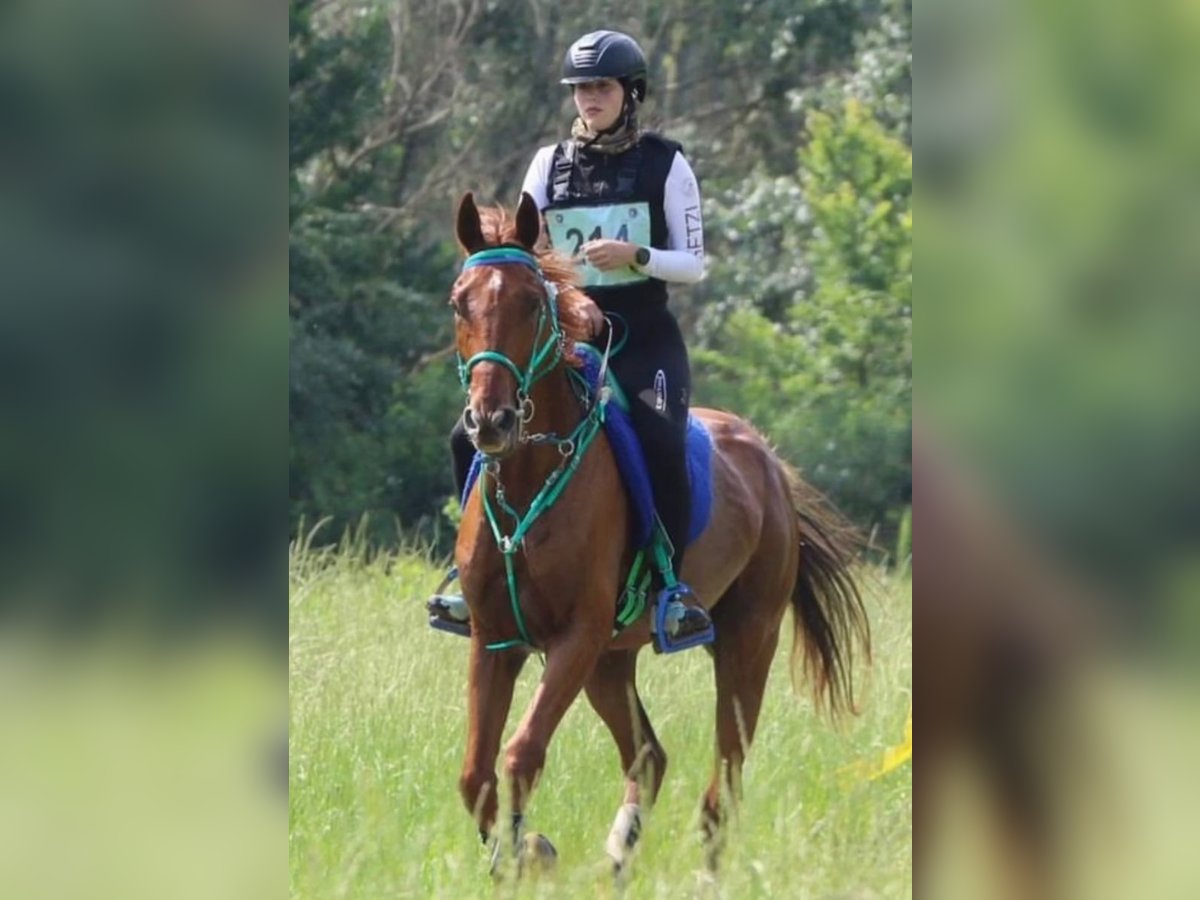 Anglo-Arab Gelding 7 years 15,3 hh Chestnut-Red in Sicily
