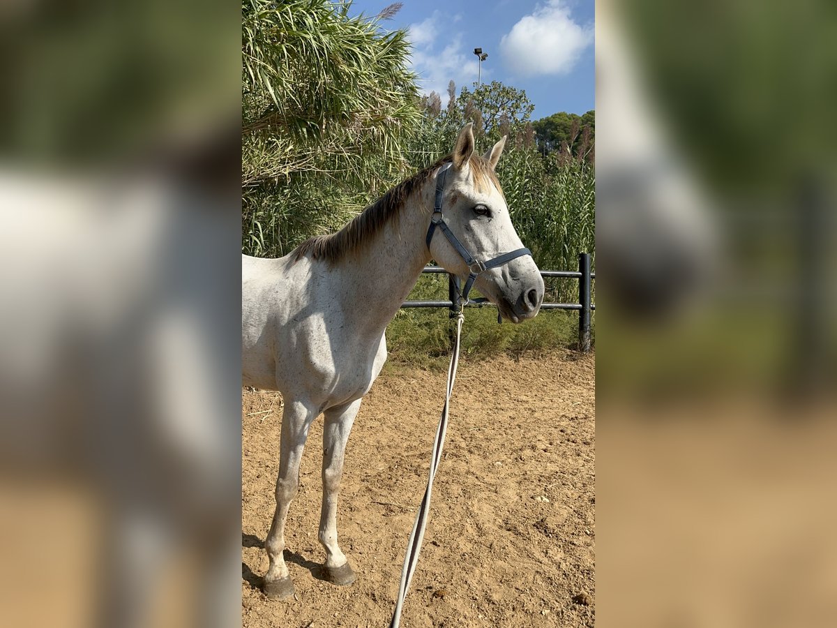 Anglo-Arab Gelding 7 years 15,2 hh Grey in Barcelona