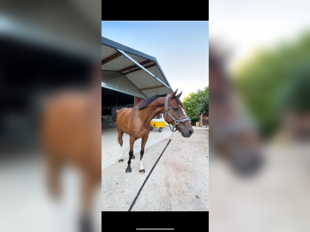 Anglo-Arab Gelding 7 years 16 hh Brown in Gaillac