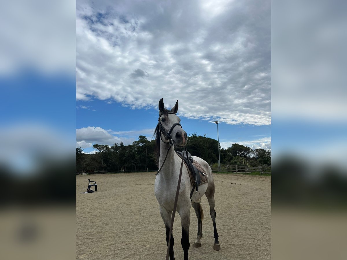 Anglo-Arab Gelding 7 years 16,1 hh Grey in Cassa De La Selva