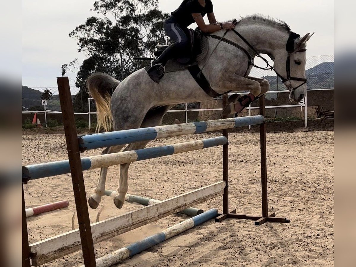 Anglo-Arab Gelding 7 years Gray in San Lorenzo