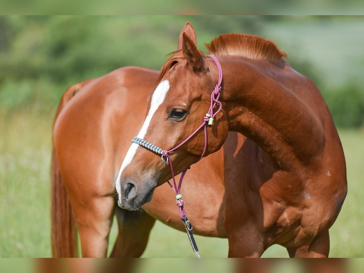 Anglo-Arab Mix Gelding 8 years 14,3 hh Chestnut-Red in Weissach